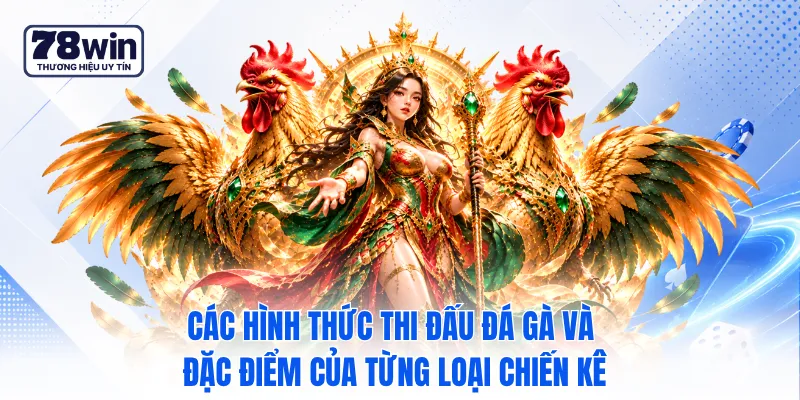 Các hình thức thi đấu đá gà và đặc điểm của từng loại chiến kê Các hình thức thi đấu đá gà và đặc điểm của từng loại chiến kê