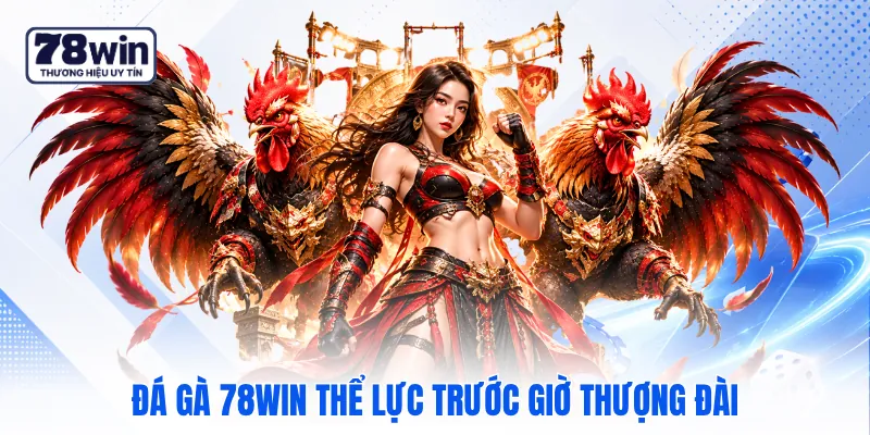Đá gà 78WIN thể lực trước giờ thượng đài Đá gà 78WIN thể lực trước giờ thượng đài